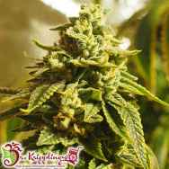 Dr. Krippling Seeds Glue Kripple