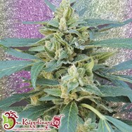 Dr. Krippling Seeds Jammy Auto