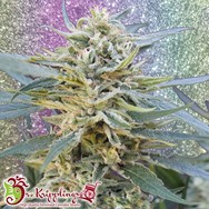 Dr. Krippling Seeds Jamnesia Haze