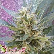 Dr. Krippling Seeds Jumping Jack Dash Auto