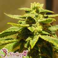 Dr. Krippling Seeds Kripplings Gelato