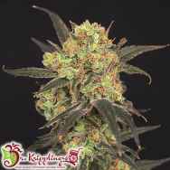 Dr. Krippling Seeds Leisure Zoot Larry