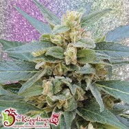 Dr. Krippling Seeds Mango Bubble Cloud