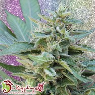 Dr. Krippling Seeds S&M