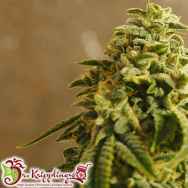 Dr. Krippling Seeds Sherbert Gorilla