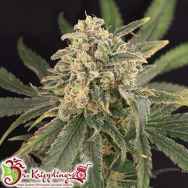 Dr. Krippling Seeds Sour Tang Kripple