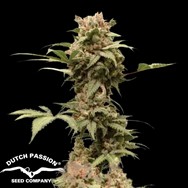 Dutch Passion Seeds AUTO CBG-Force