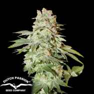 Dutch Passion Seeds AUTO Power Plant