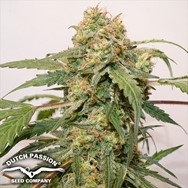 Dutch Passion Seeds AUTO Kerosene Krash