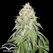 Dutch Passion Seeds Banana Blaze