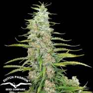 Dutch Passion Seeds C-Vibez