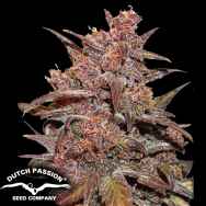 Dutch Passion Seeds CBD AUTO Blackberry Kush