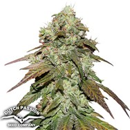 Dutch Passion Seeds CBD Mazar