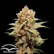 Dutch Passion Seeds CBG-Force