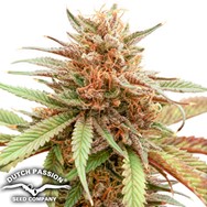 Dutch Passion Seeds Durban Dew