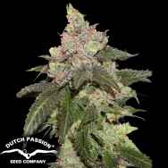 Dutch Passion Seeds Kerosene Krash