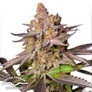 Dutch Passion Seeds Melonade Runtz