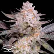 Dutch Passion Seeds Orange Bud 2.0