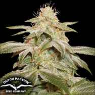 Dutch Passion Seeds Sugar Bomb Punch