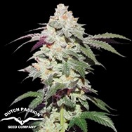 Dutch Passion Seeds Skywalker Haze