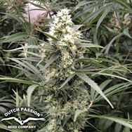 Dutch Passion Seeds Snow Bud