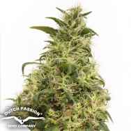 Dutch Passion Seeds THC-Victory