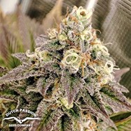 Dutch Passion Seeds Tropical Tangie