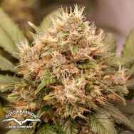 Dutch Passion Seeds AUTO Red Tropicana Cookies