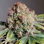 Dutch Passion Seeds AUTO Strawberry Soda