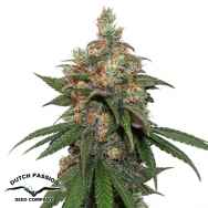 Dutch Passion Seeds HiFi 4G