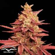 Dutch Passion Seeds Pink Banana Runtz