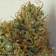 Dynasty Genetics Seeds Caramel Candy Kush