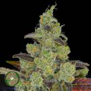 Dynasty Genetics Seeds Starduster