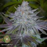 Dynasty Genetics Seeds Blue Magoo Cookies