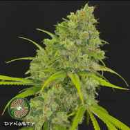 Dynasty Genetics Seeds Megafauna