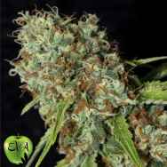 EVA Seeds Jamaican Dream CBD