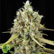 EVA Seeds Lemon King