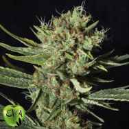 EVA Seeds Only CBD