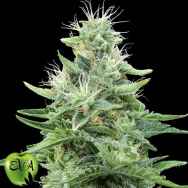 Eva Seeds Gorilla Candy