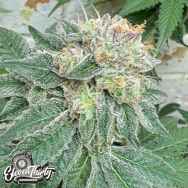 Eleven Thirty Genetics Blue Zlushi