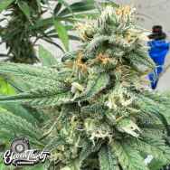 Eleven Thirty Genetics Blue Zlushi Auto