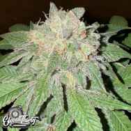 Eleven Thirty Genetics Cake Budder