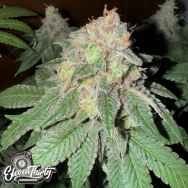 Eleven Thirty Genetics Cake Budder Auto