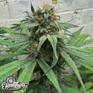 Eleven Thirty Genetics Cheese Wizard