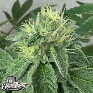 Eleven Thirty Genetics Cheese Wizard Auto