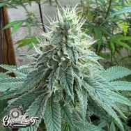Eleven Thirty Genetics Curdz
