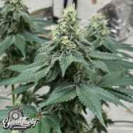 Eleven Thirty Genetics Curdz Auto