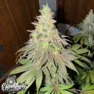 Eleven Thirty Genetics Dawg Fartz