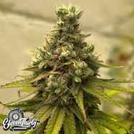 Eleven Thirty Genetics Dawg Fartz Auto