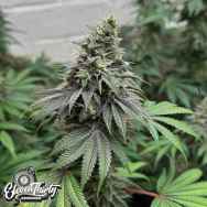 Eleven Thirty Genetics Double Scoop